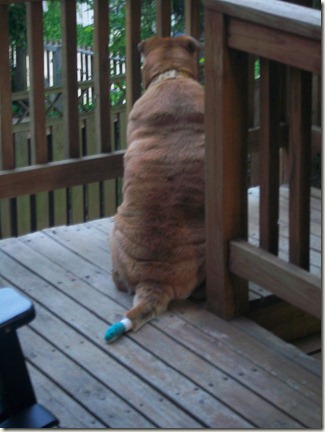 dog 3